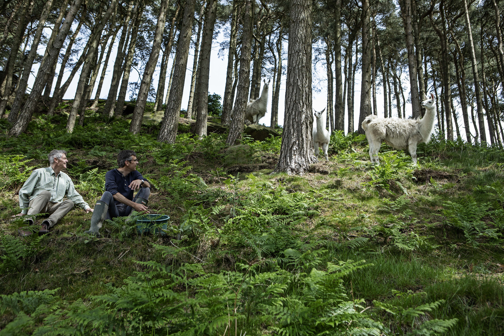CountryLife_Cannon_LlamasMatthewParris_086