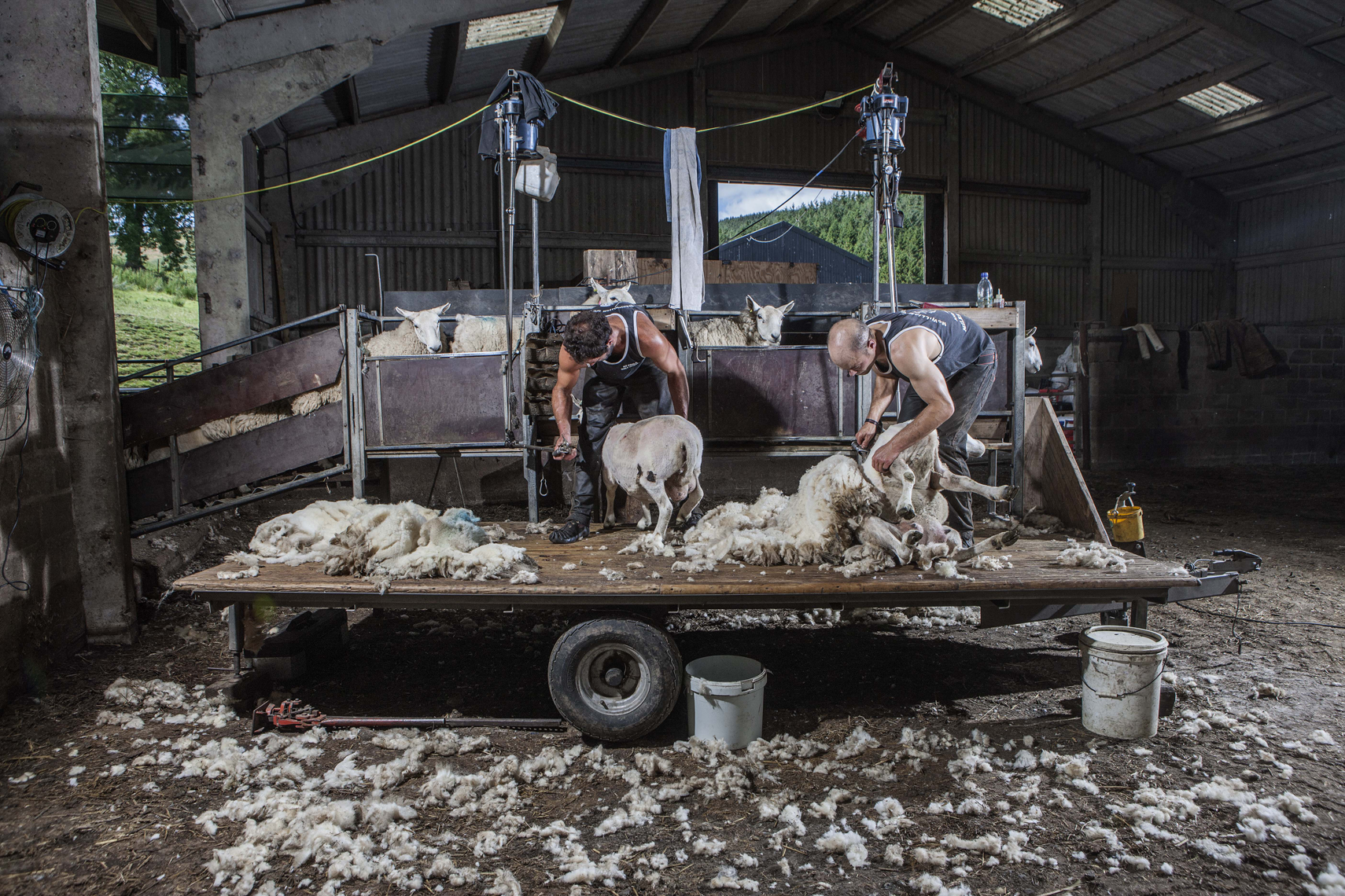 CountryLife_cannon_SheepShearers139